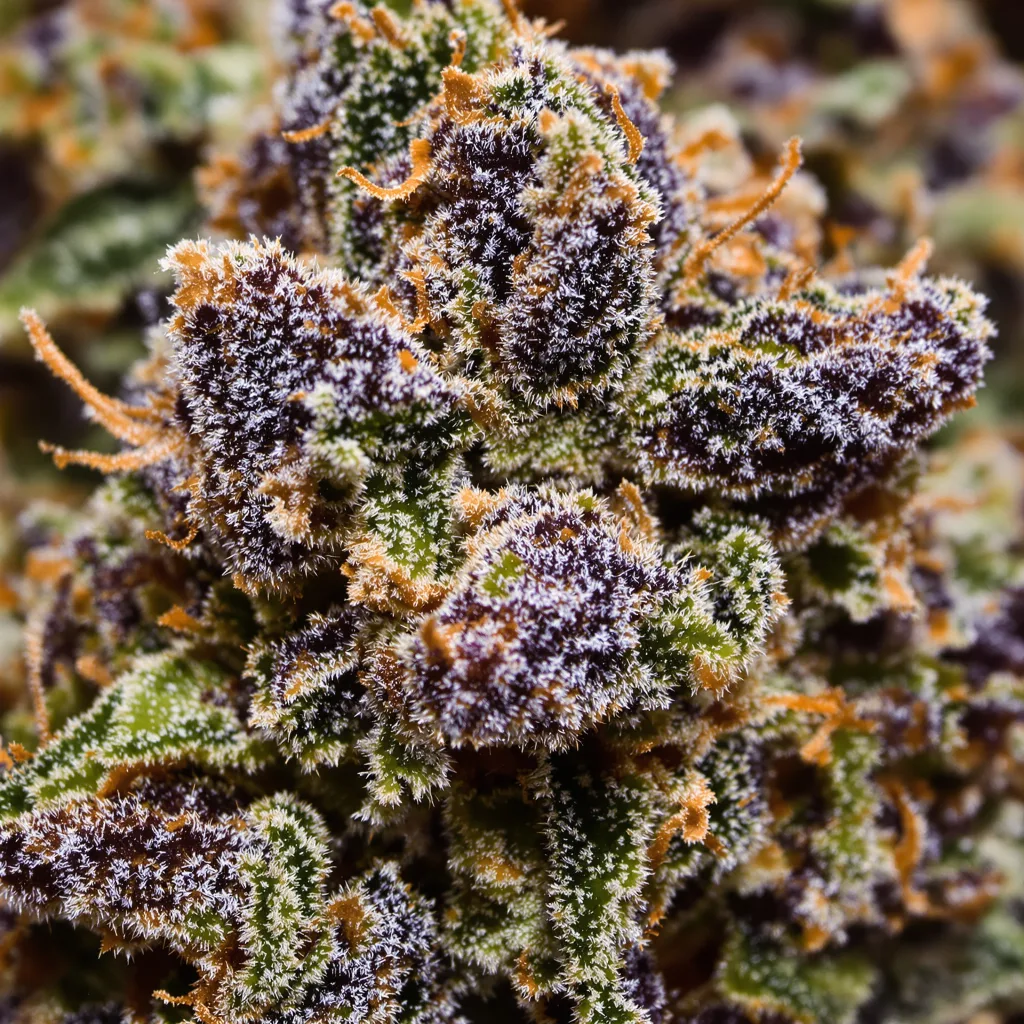 Tigermelon cannabis bud close-up showing dense purple-tinged calyxes