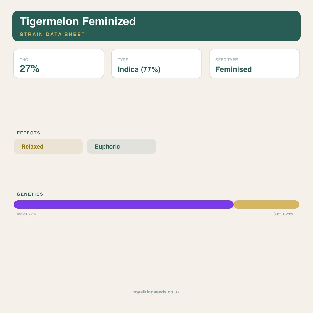 Tigermelon 77% indica / 23% sativa flower with visible trichomes