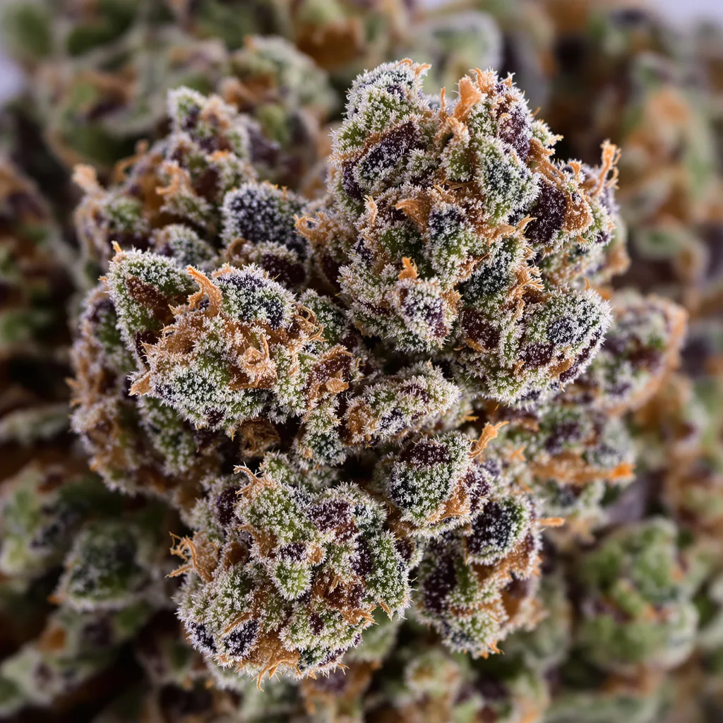 Tigermelon cannabis bud close-up showing dense purple-tinged calyxes