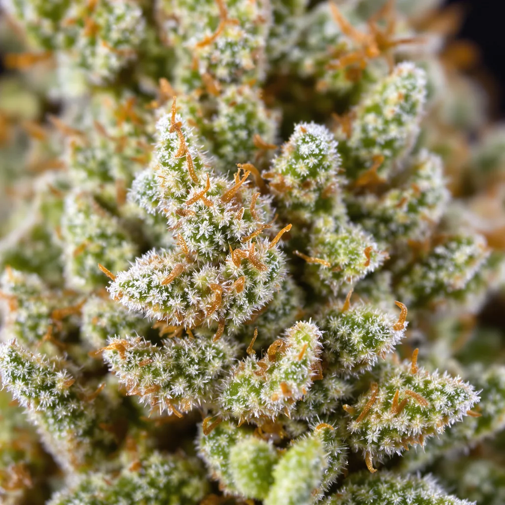Timewreck cannabis bud close-up showing lime-green airy structure