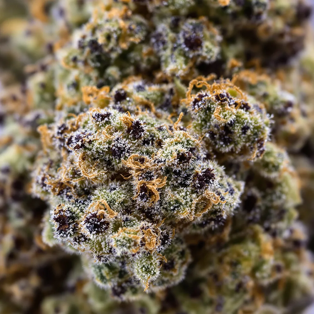 Training Day cannabis bud close-up showing dense purple-tinged calyxes