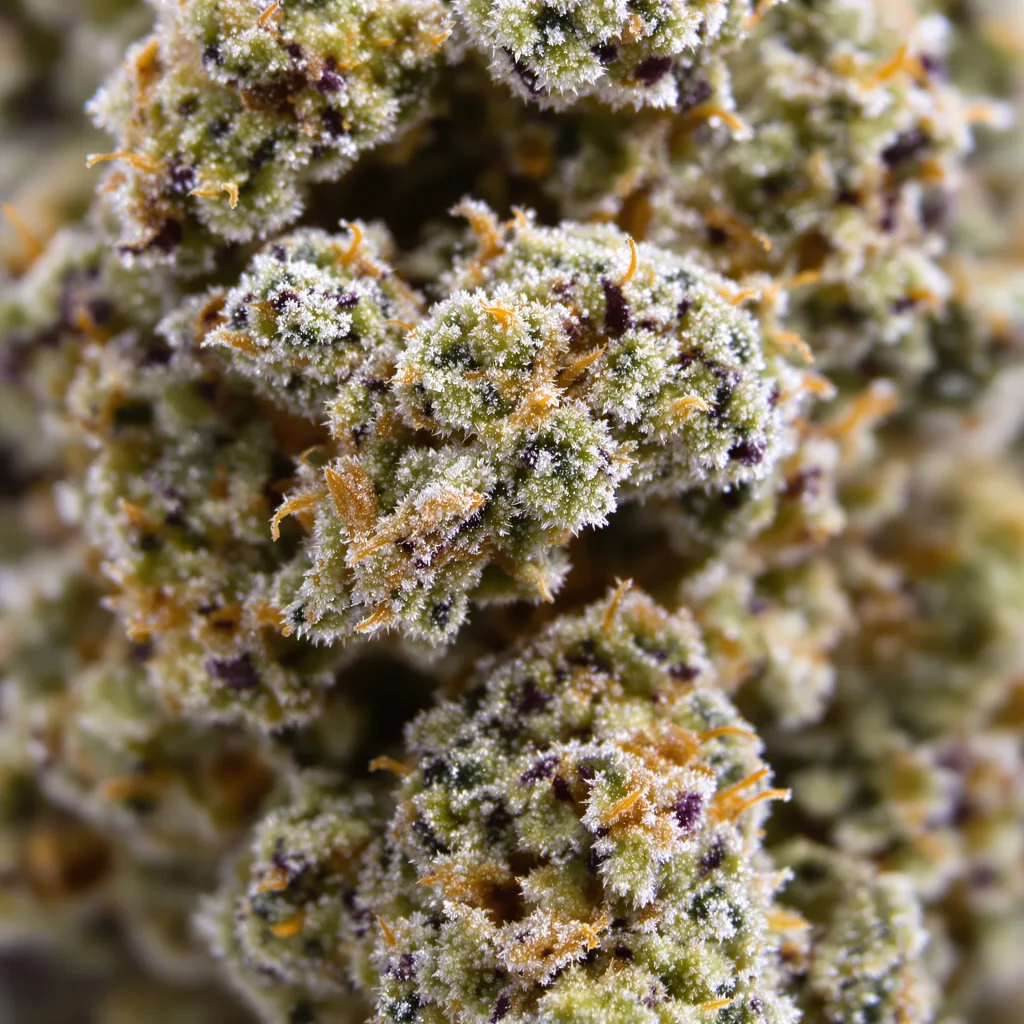 Trainwreck cannabis bud close-up showing open-bud structure with orange pistils