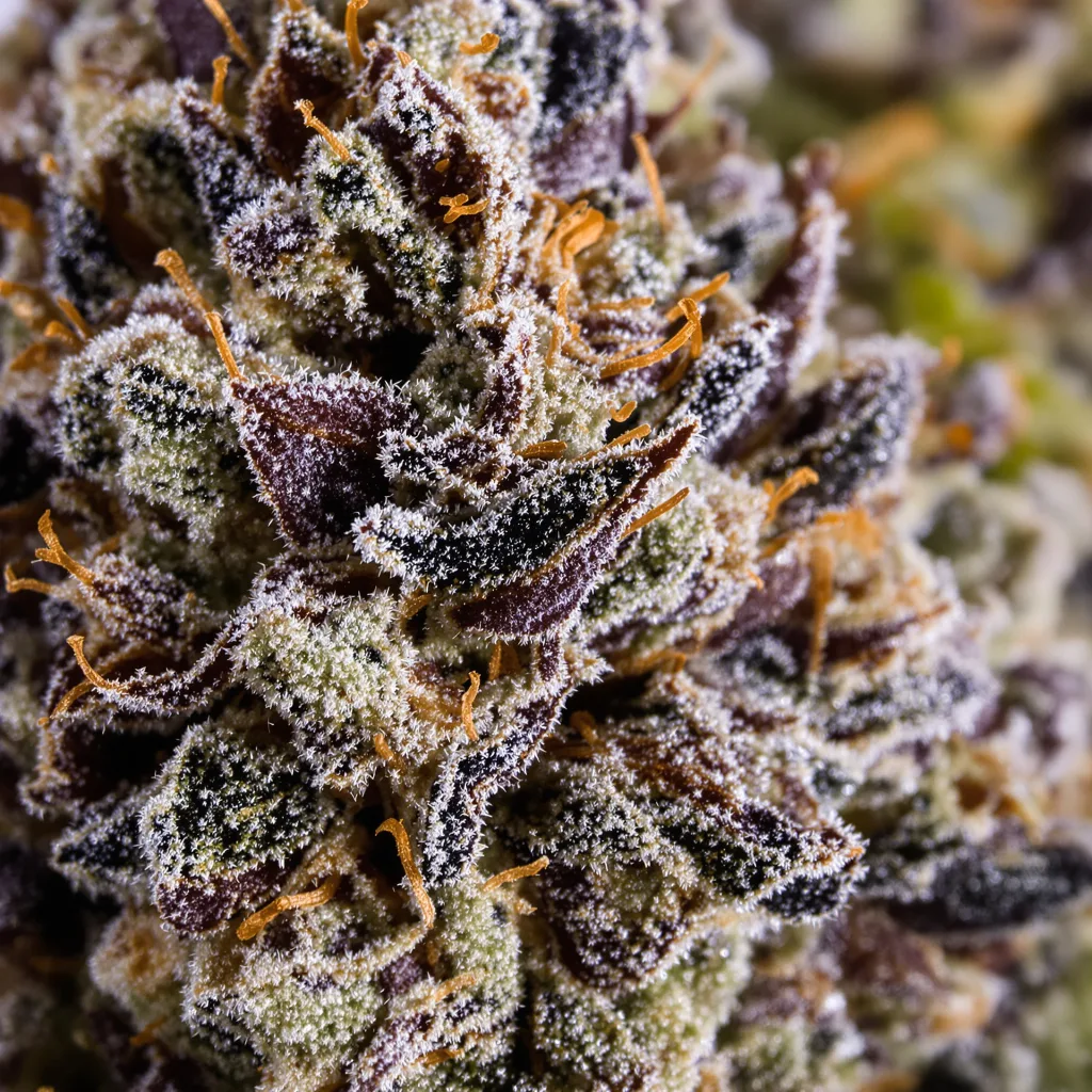 Triangle Kush cannabis bud close-up showing dense purple-tinged calyxes
