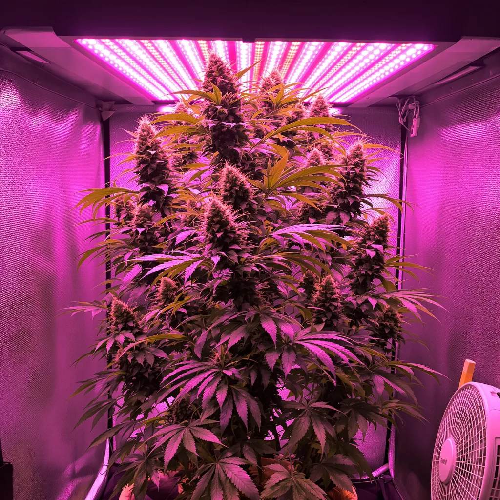 Trinity 25% indica / 75% sativa flower with visible trichomes