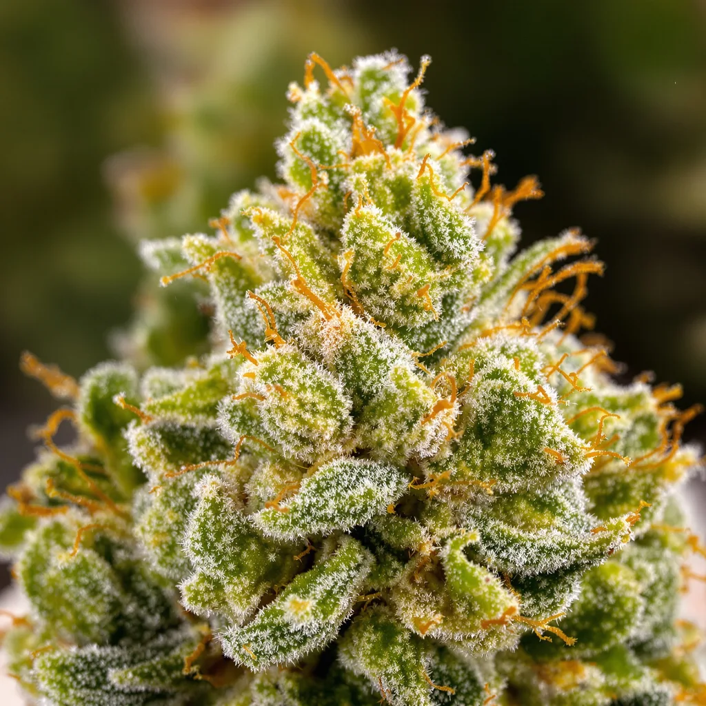 Trinity cannabis bud close-up showing lime-green airy structure