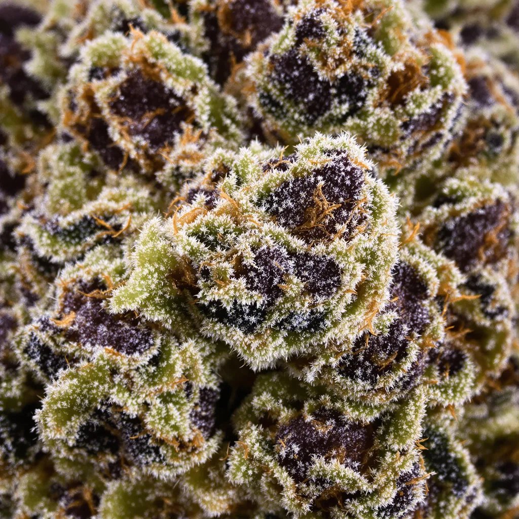 Triple Cheese cannabis bud close-up showing dense purple-tinged calyxes