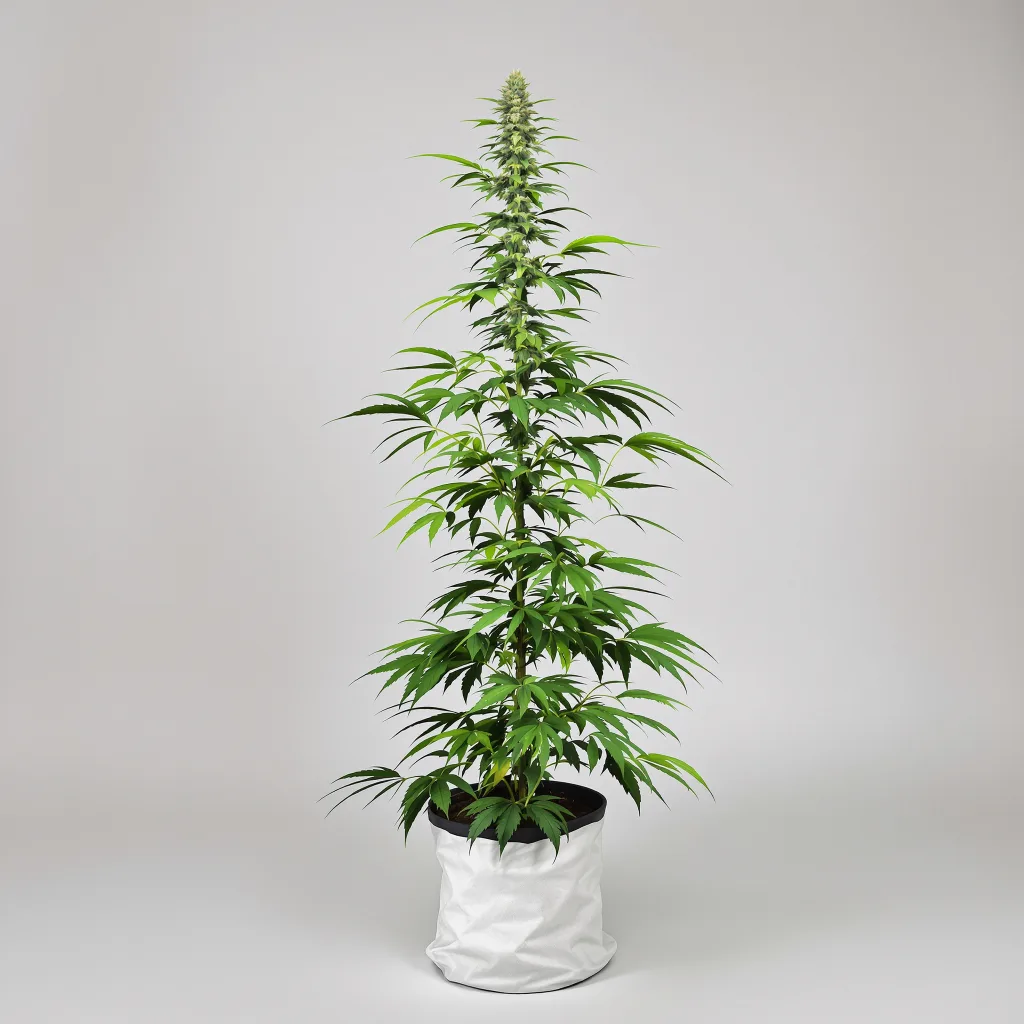 Tropic Thunder cannabis seeds packaging — Royal King Seeds the UK