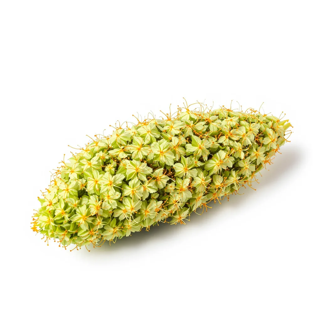 Tropic Thunder cannabis plant in flowering stage — 150-200 cm feminised