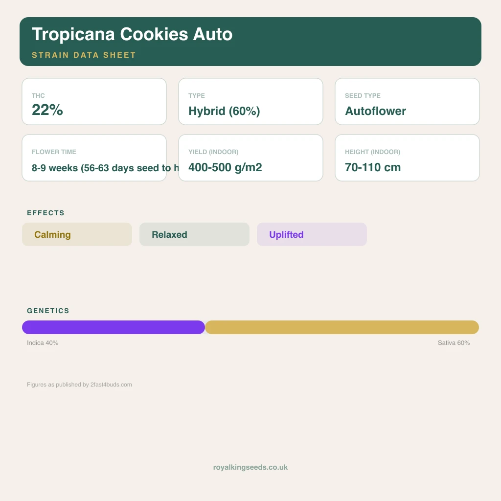 Tropicana Cookies 40% indica / 60% sativa flower with visible trichomes