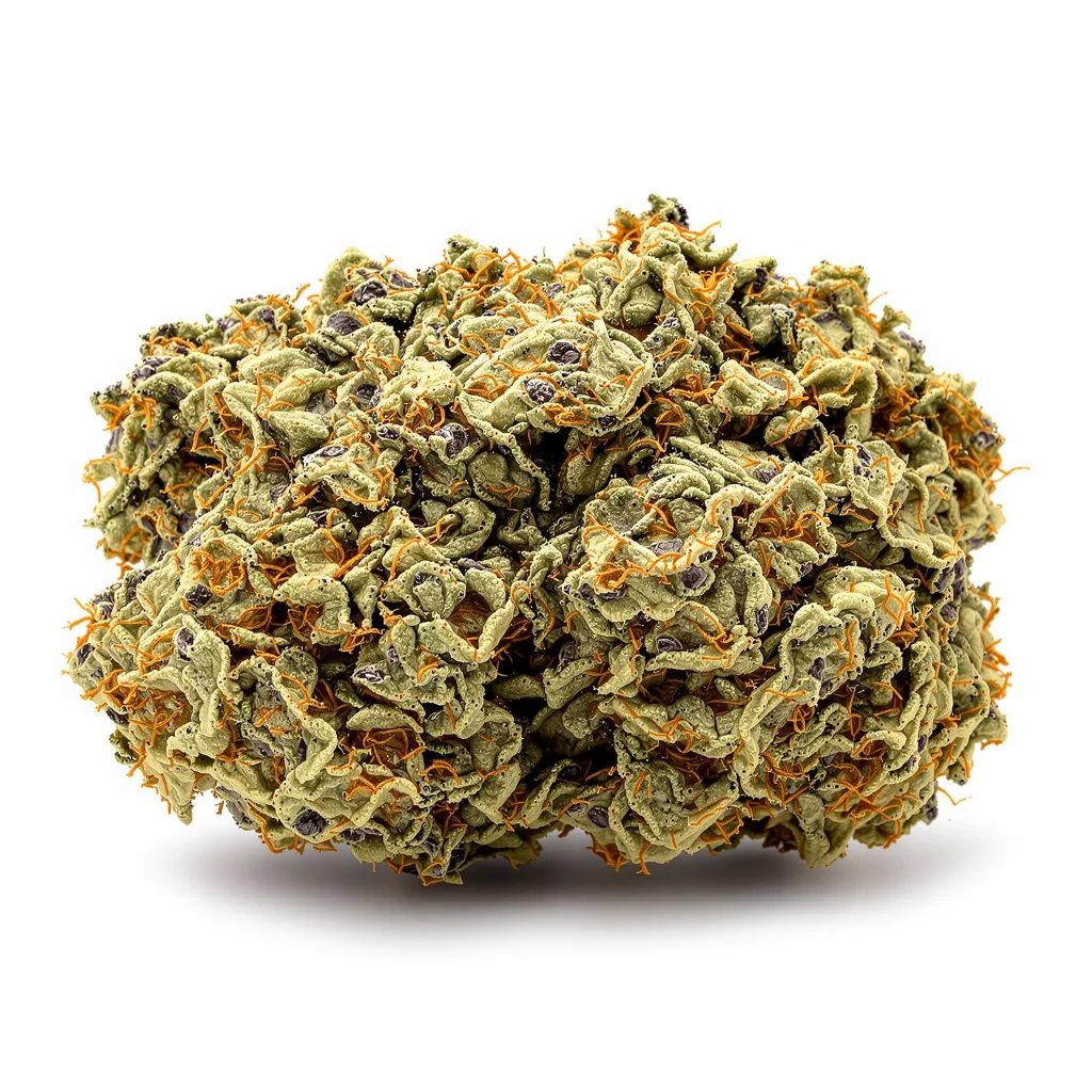 Tropicana Cookies Purple cannabis plant in flowering stage — 100-150 cm feminised