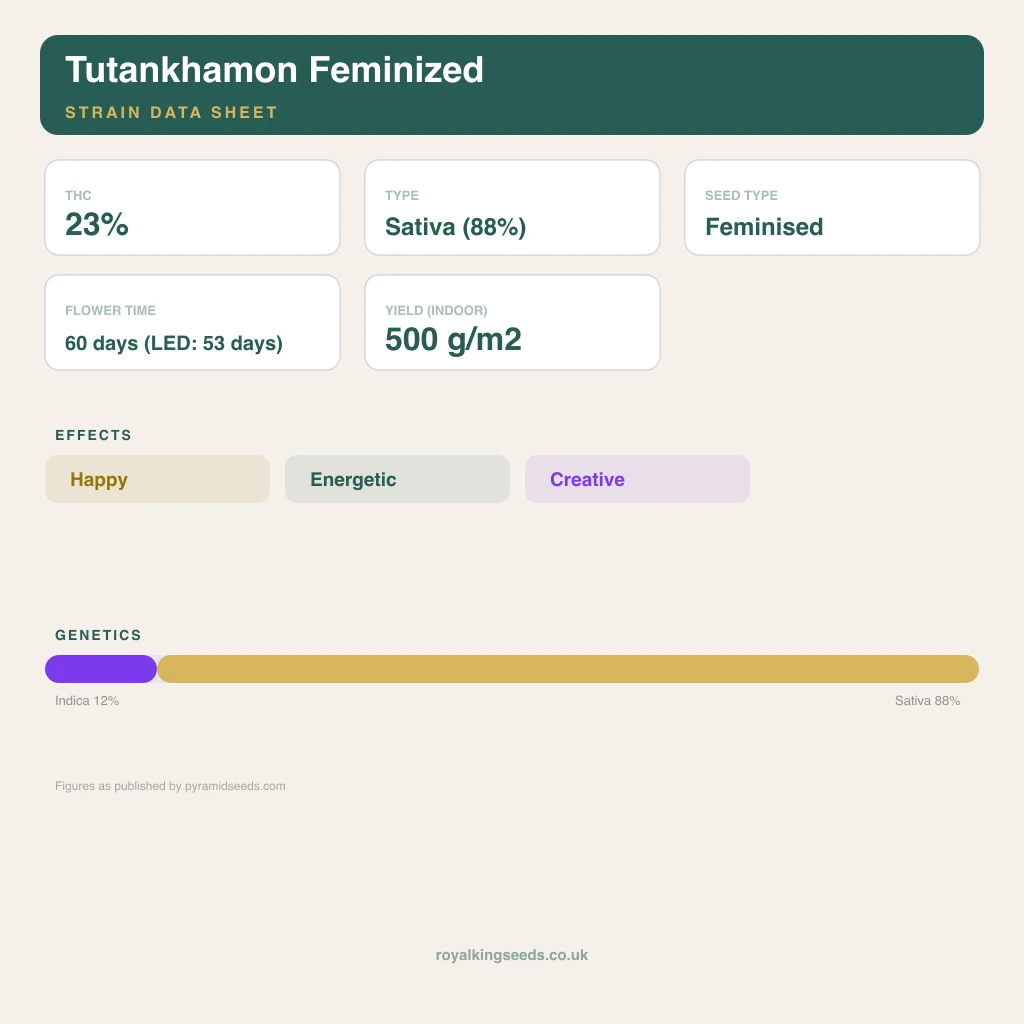 Tutankhamon 12% indica / 88% sativa flower with visible trichomes