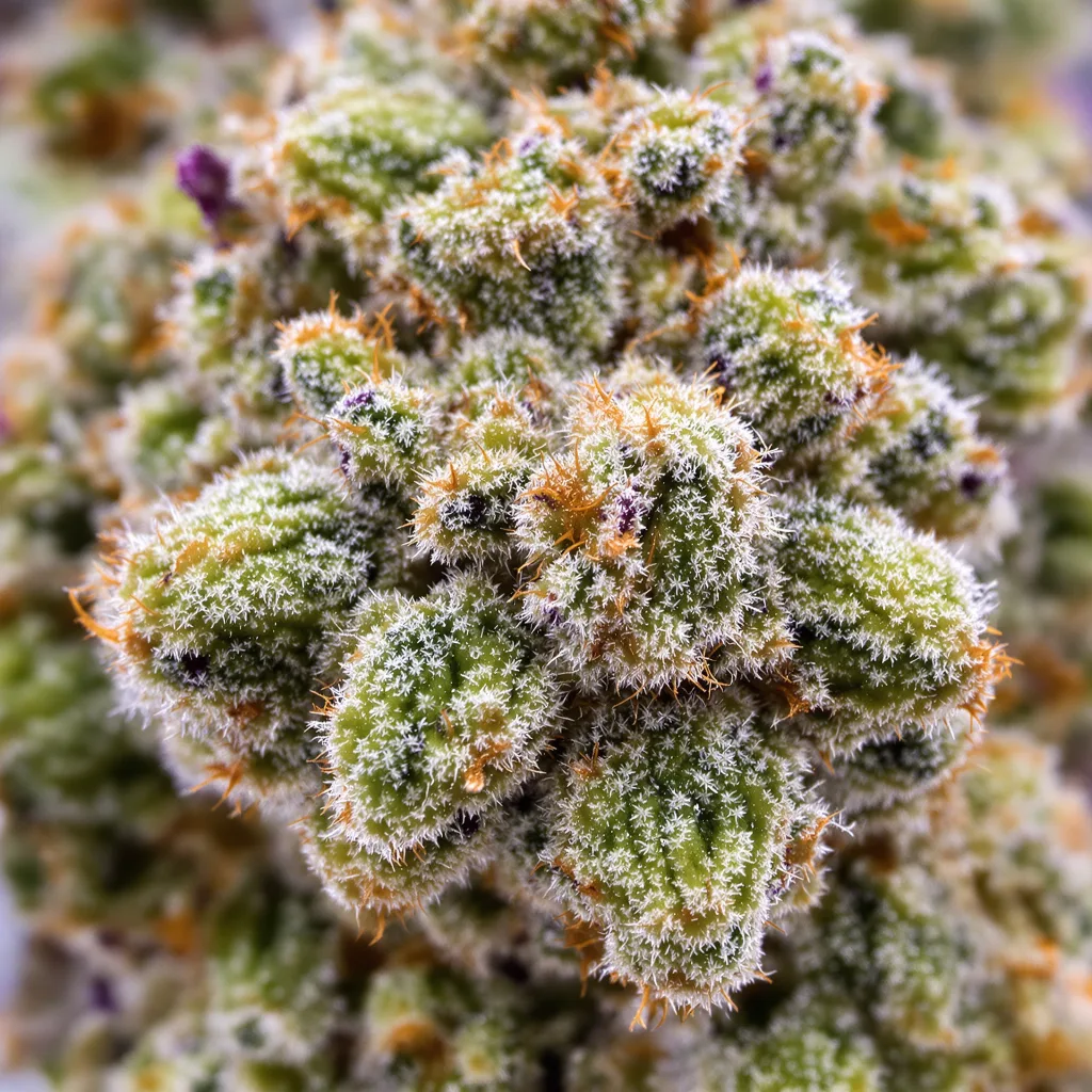 Tutti Frutti cannabis bud close-up showing balanced bud structure with frosted trichomes