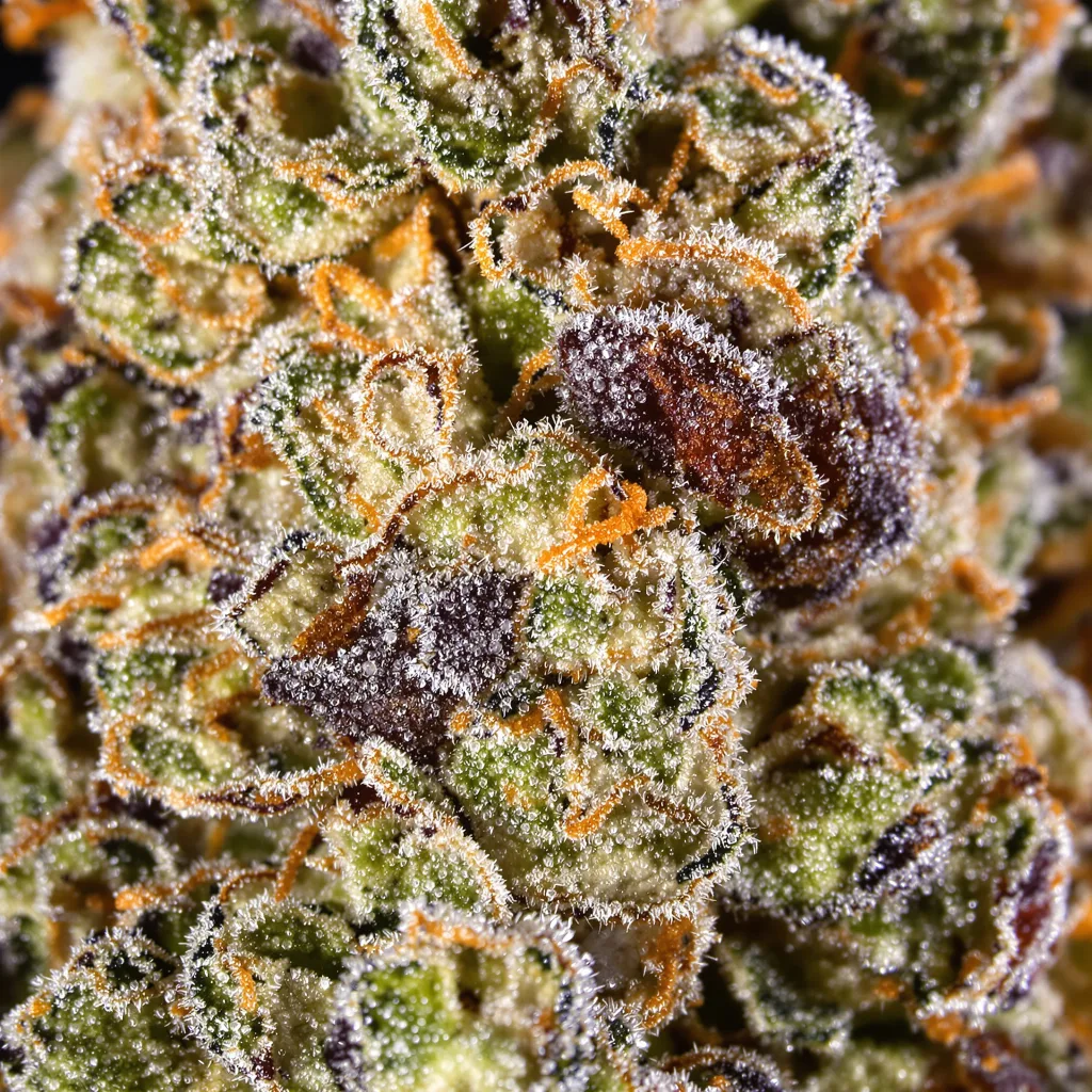 UK Cheese cannabis bud close-up showing balanced bud structure with frosted trichomes