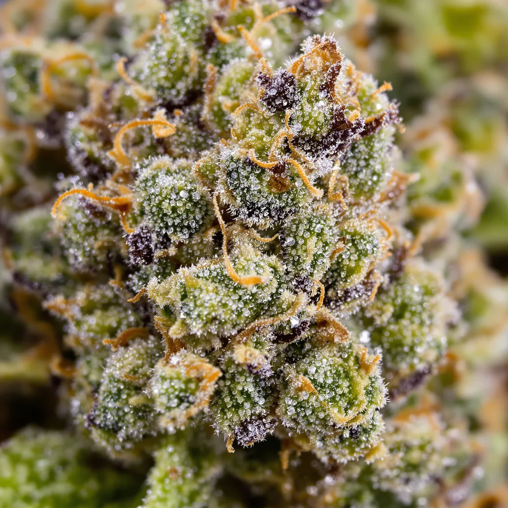 UK Cheese cannabis bud close-up showing balanced bud structure with frosted trichomes