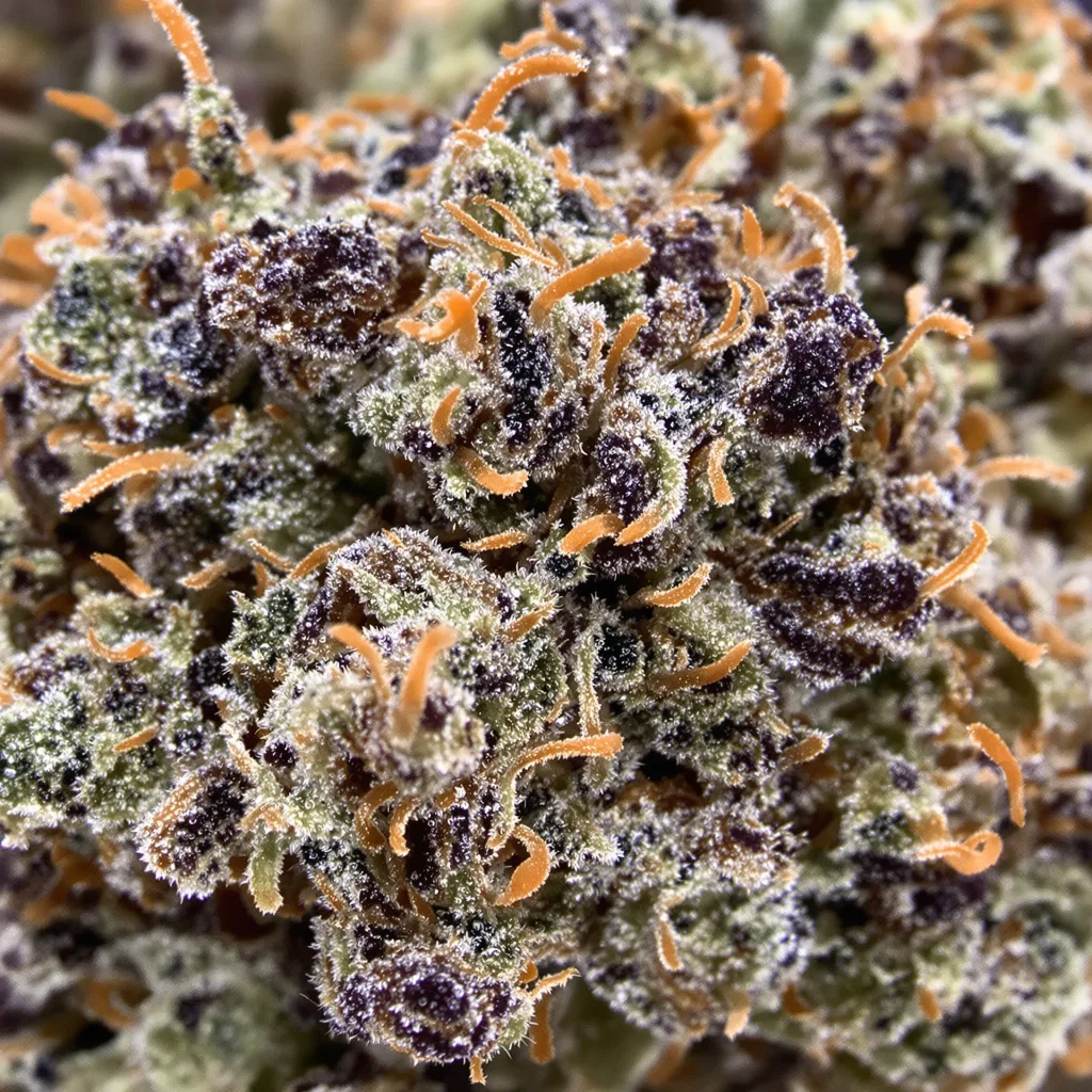 Vader OG cannabis bud close-up showing dense purple-tinged calyxes