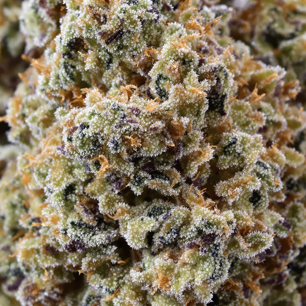 Venus OG cannabis bud close-up showing balanced bud structure with frosted trichomes