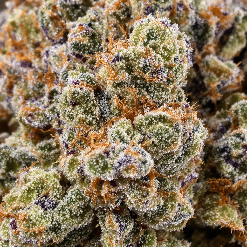 Venus OG cannabis bud close-up showing balanced bud structure with frosted trichomes