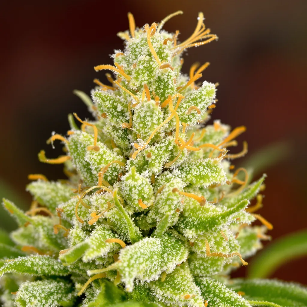 Vortex cannabis bud close-up showing lime-green airy structure