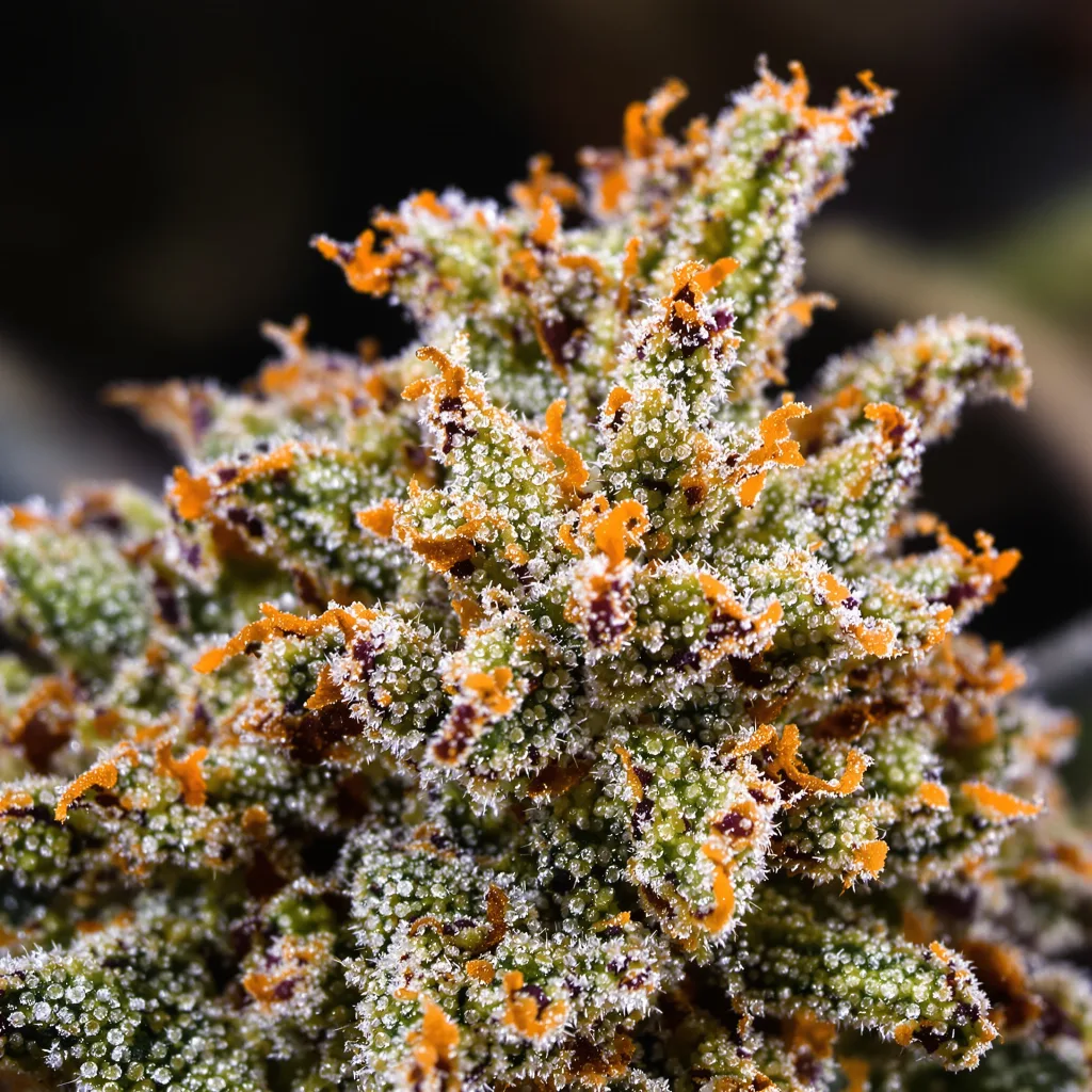 Wedding Cake cannabis bud close-up showing dense forest-green nugs