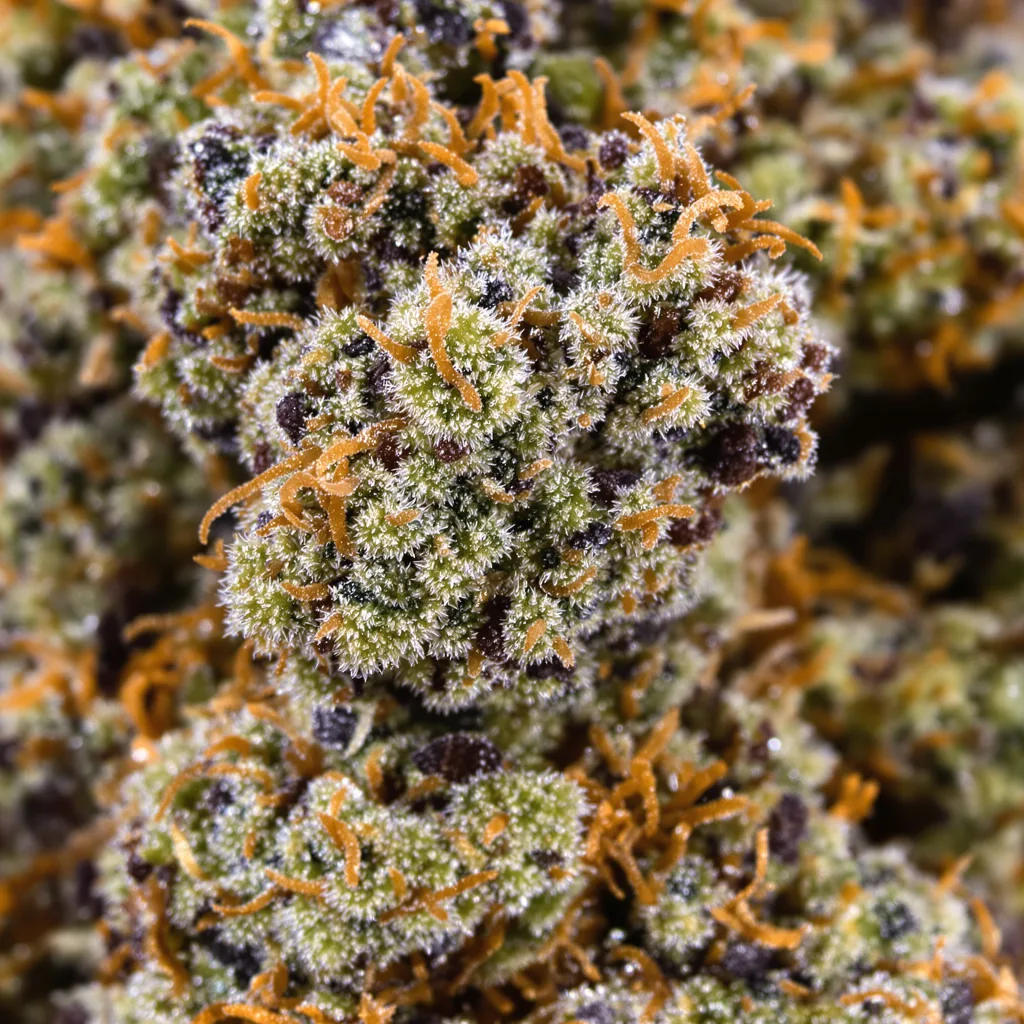 West OG cannabis bud close-up showing dense purple-tinged calyxes