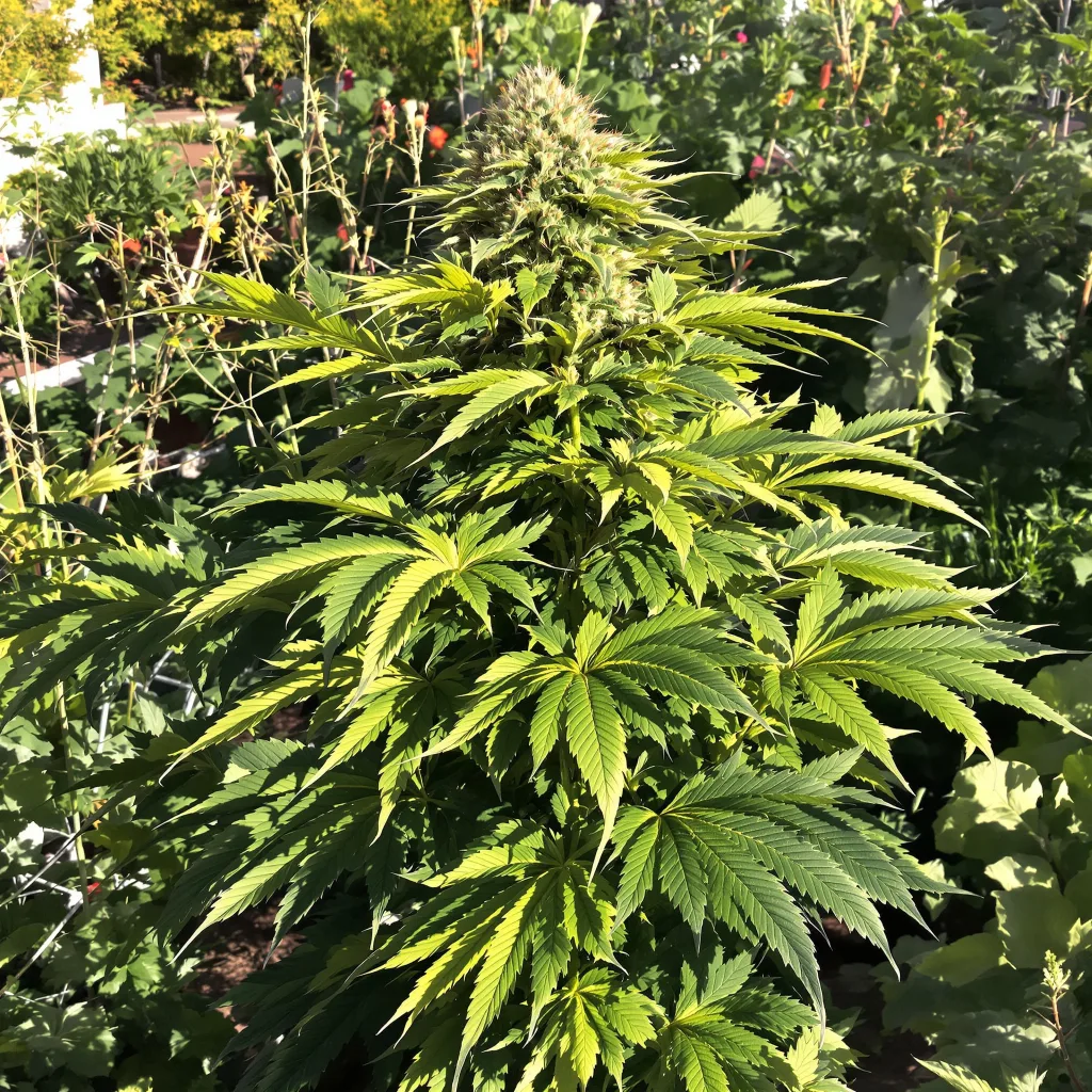West OG 83% indica / 17% sativa flower with visible trichomes