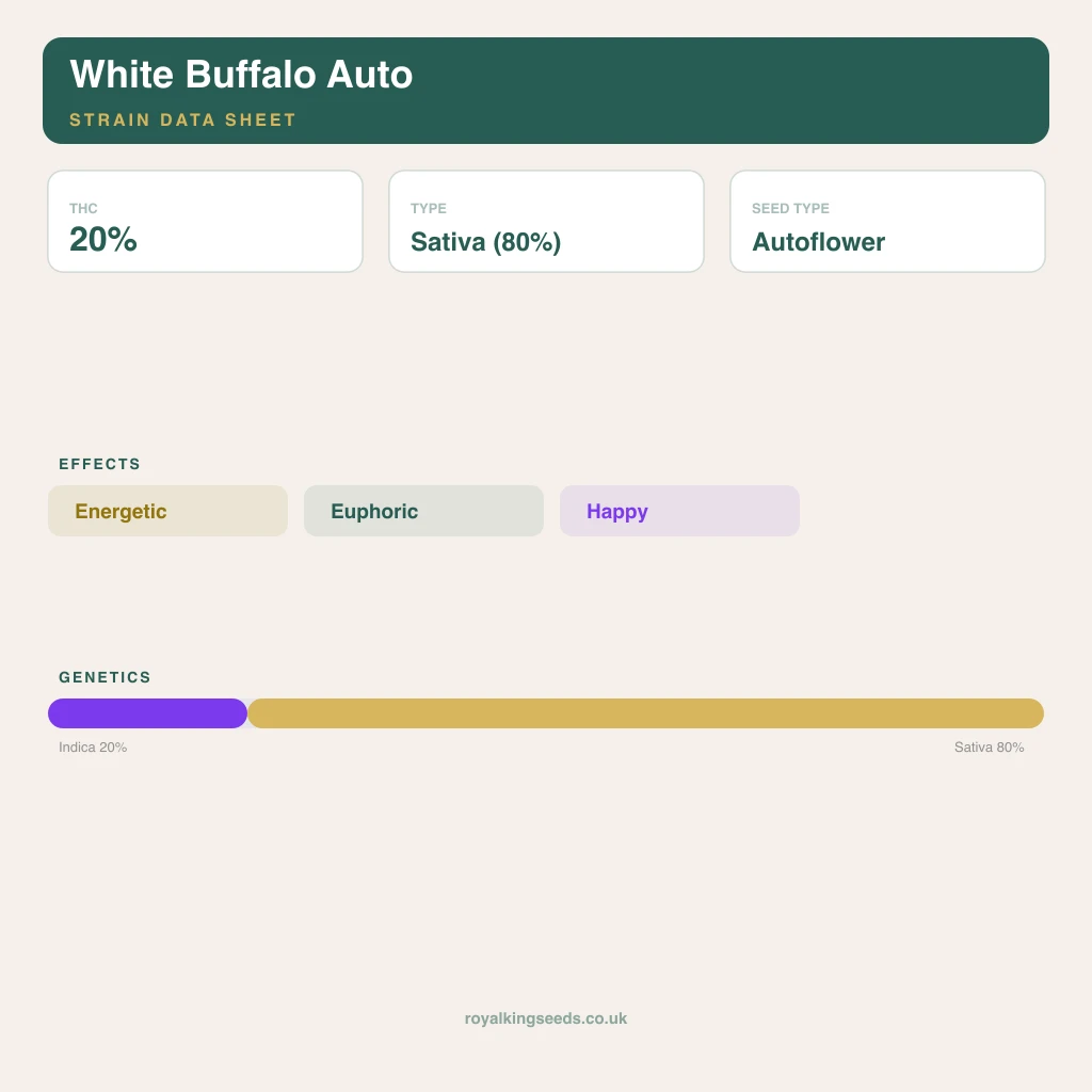 White Buffalo 20% indica / 70% sativa flower with visible trichomes