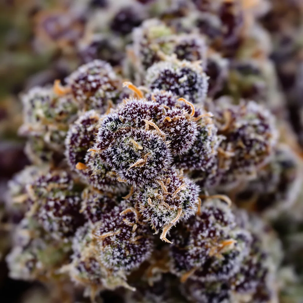 White Empress cannabis bud close-up showing dense purple-tinged calyxes