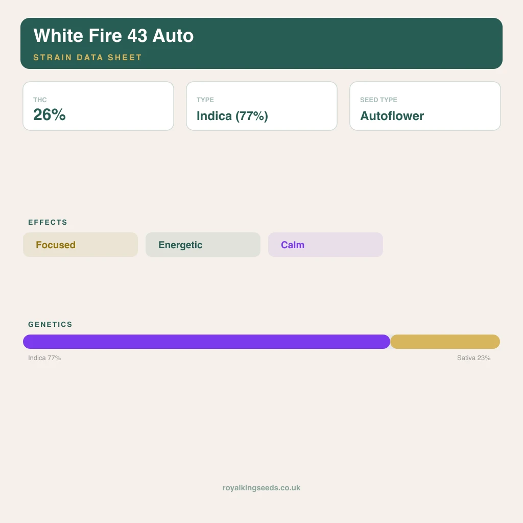 White Fire 43 77% indica / 23% sativa flower with visible trichomes