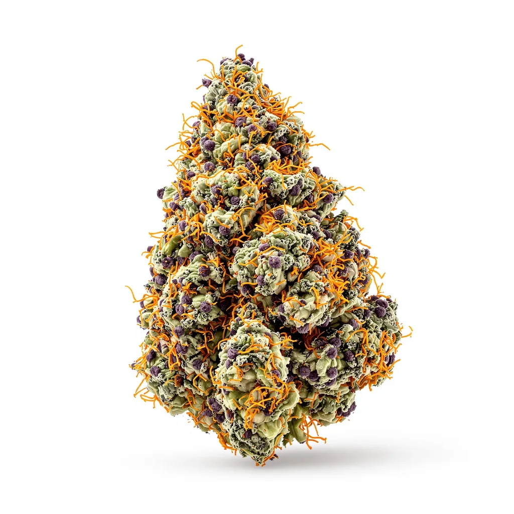 White Fire 43 cannabis plant in flowering stage — 90-130 cm feminised