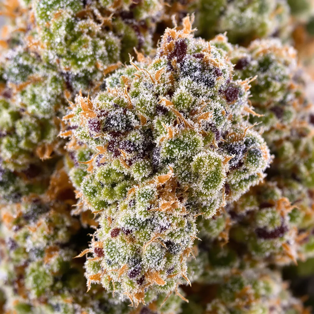 White Fire Alien OG cannabis bud close-up showing dense forest-green nugs