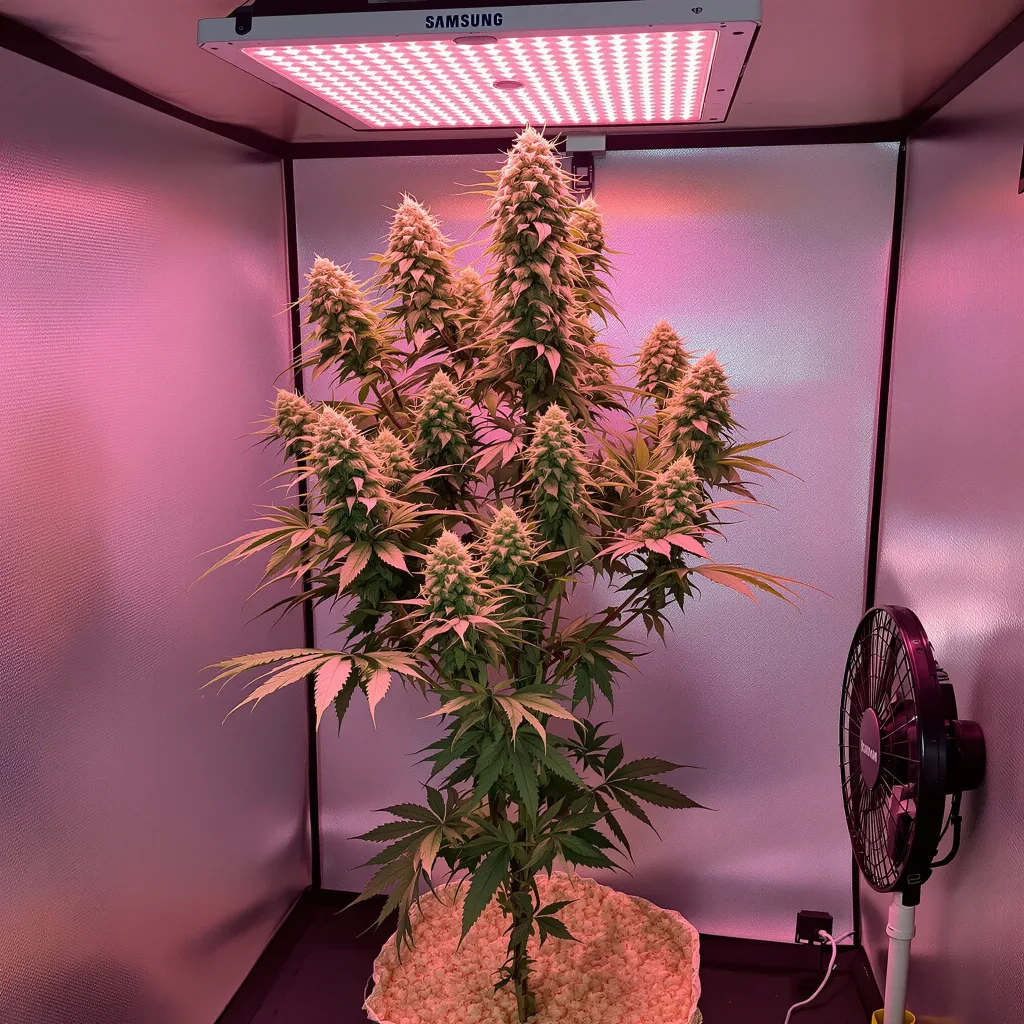 White Fire OG 60% indica / 40% sativa flower with visible trichomes