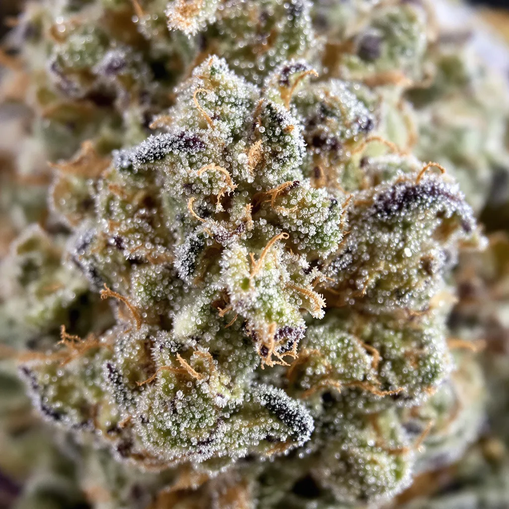 White Fire OG cannabis bud close-up showing dense forest-green nugs