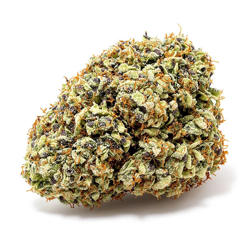 White Fire OG cannabis plant in flowering stage — 60-100 cm autoflower