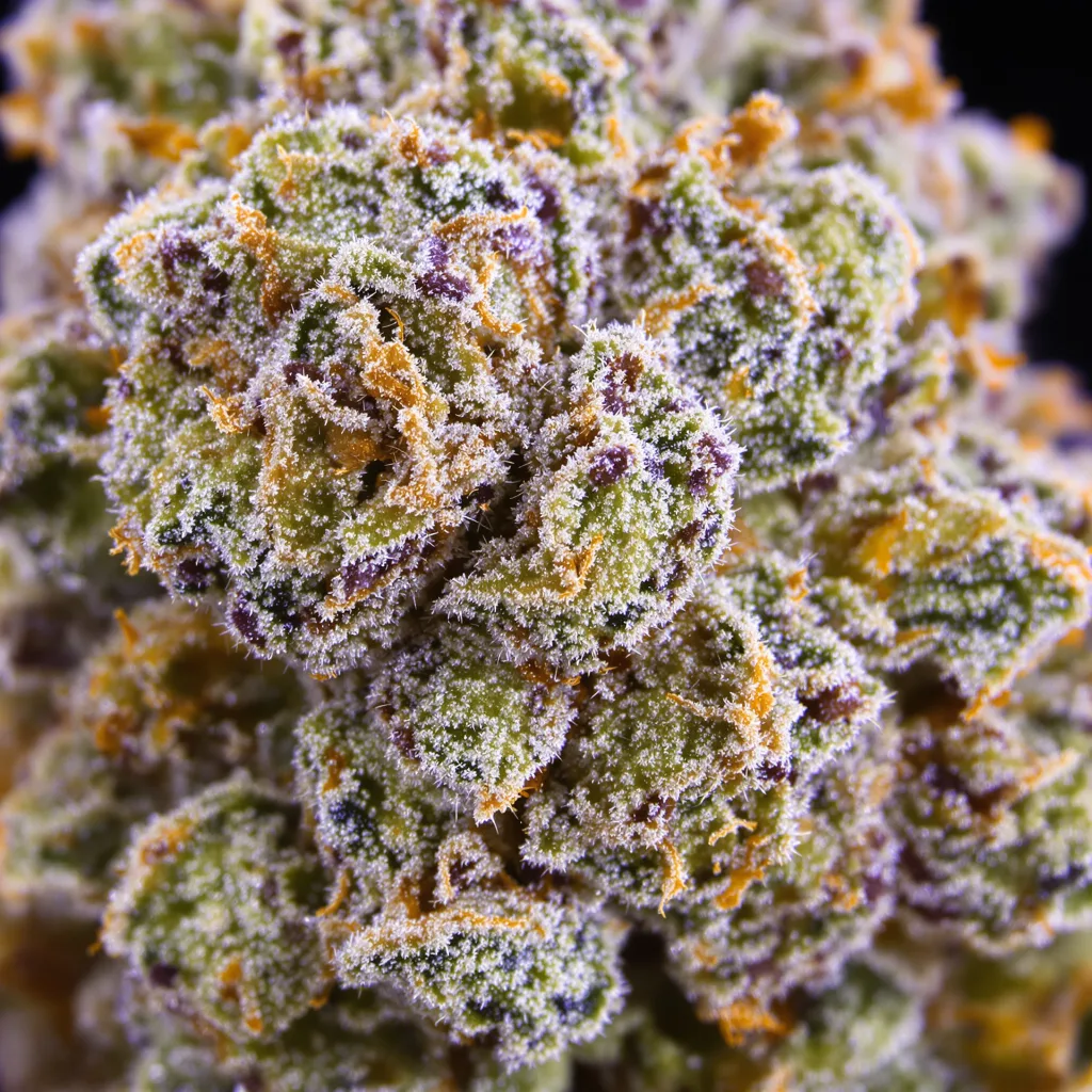 White Fire OG cannabis bud close-up showing dense forest-green nugs