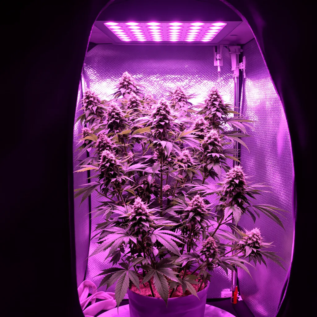 White Gold 60% indica / 30% sativa flower with visible trichomes