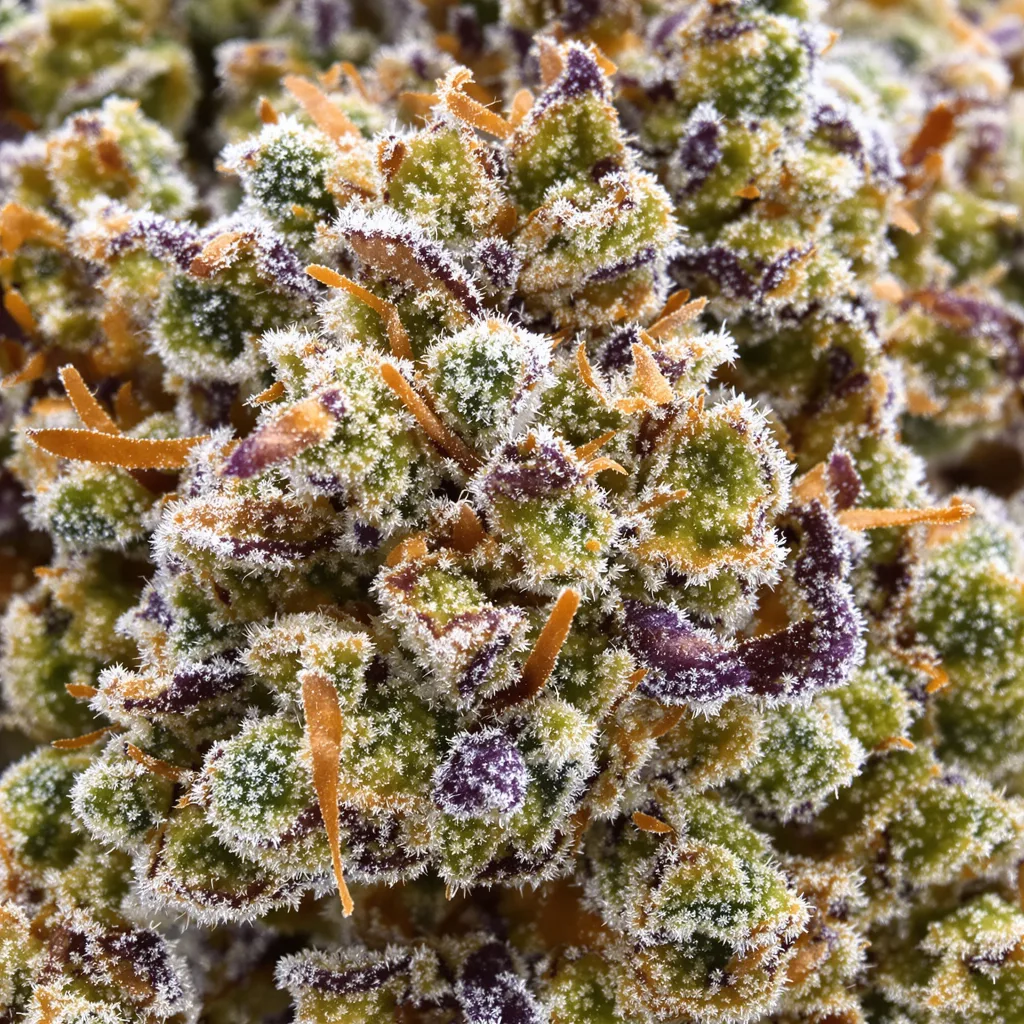 White Gold cannabis bud close-up showing dense forest-green nugs