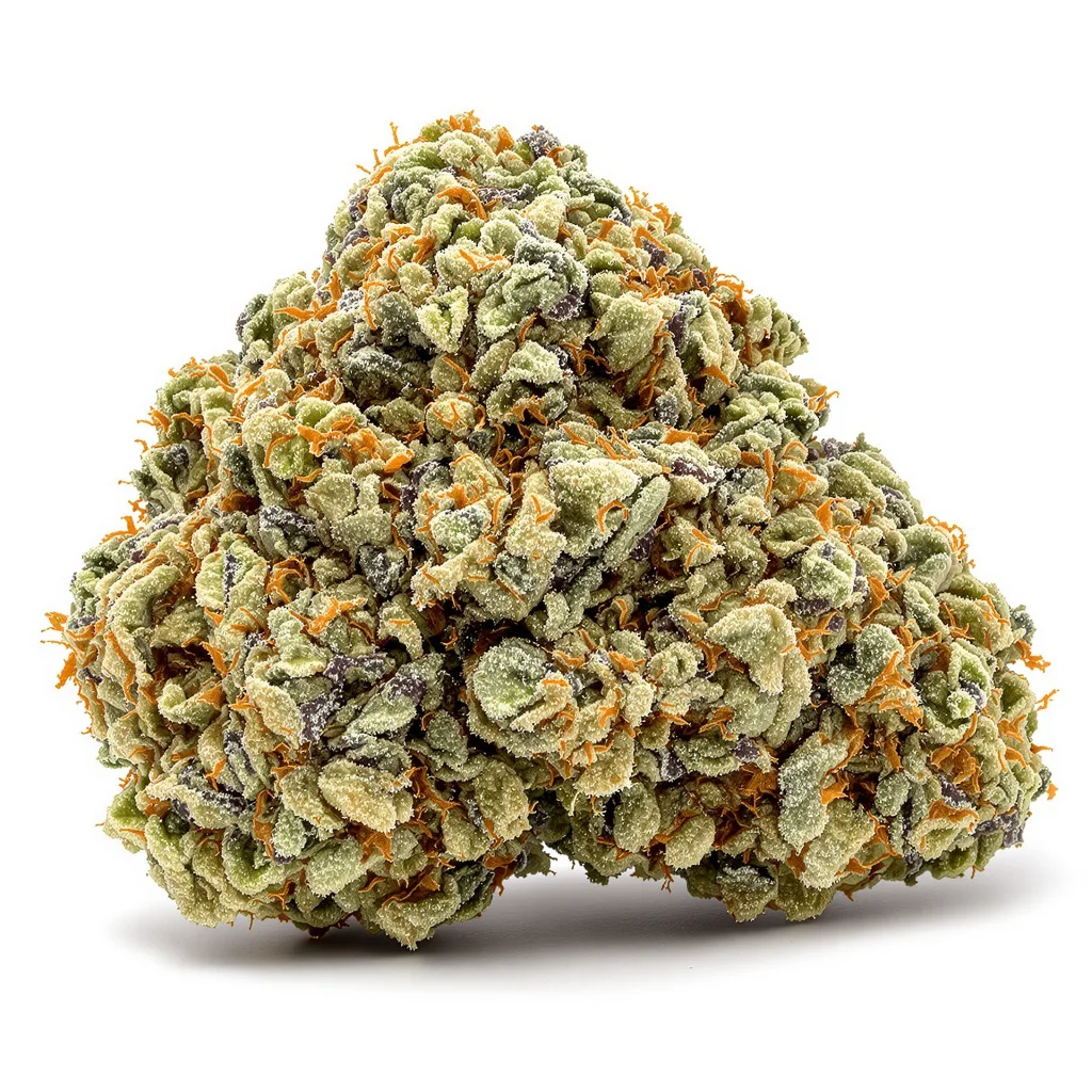 White Gold cannabis plant in flowering stage — 120-180 cm feminised