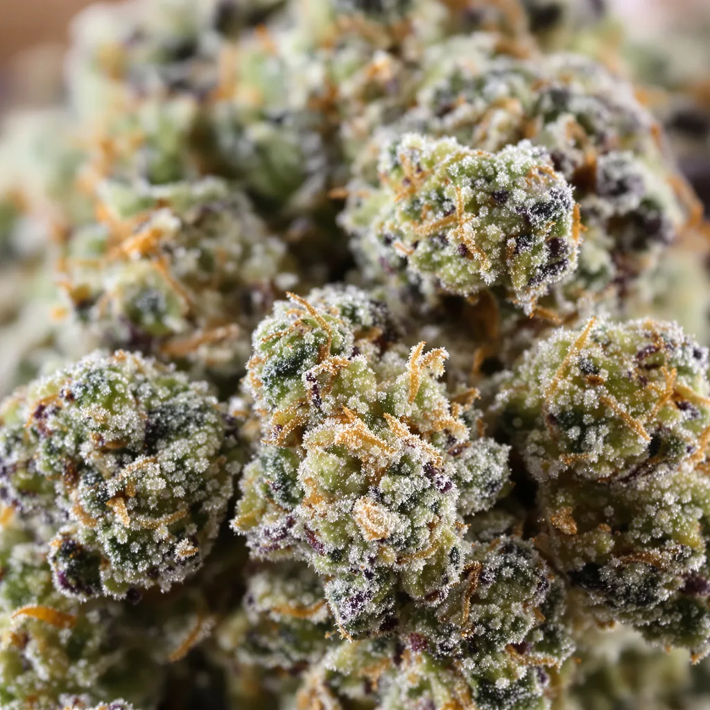 White Kush cannabis bud close-up showing dense forest-green nugs