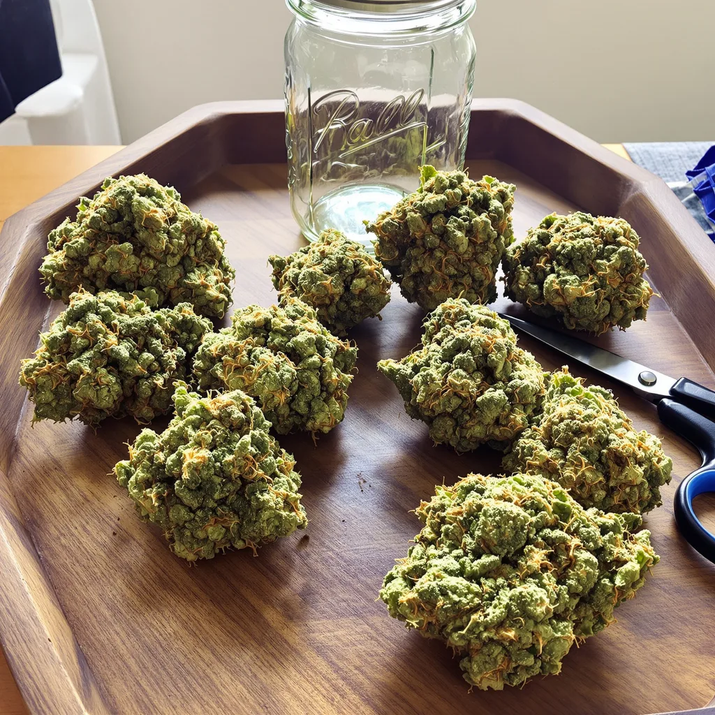 White Nightmare 20% indica / 70% sativa flower with visible trichomes