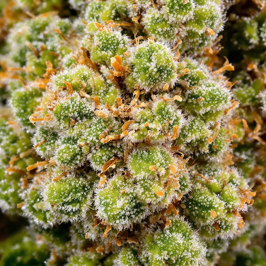 White Nightmare cannabis bud close-up showing lime-green airy structure