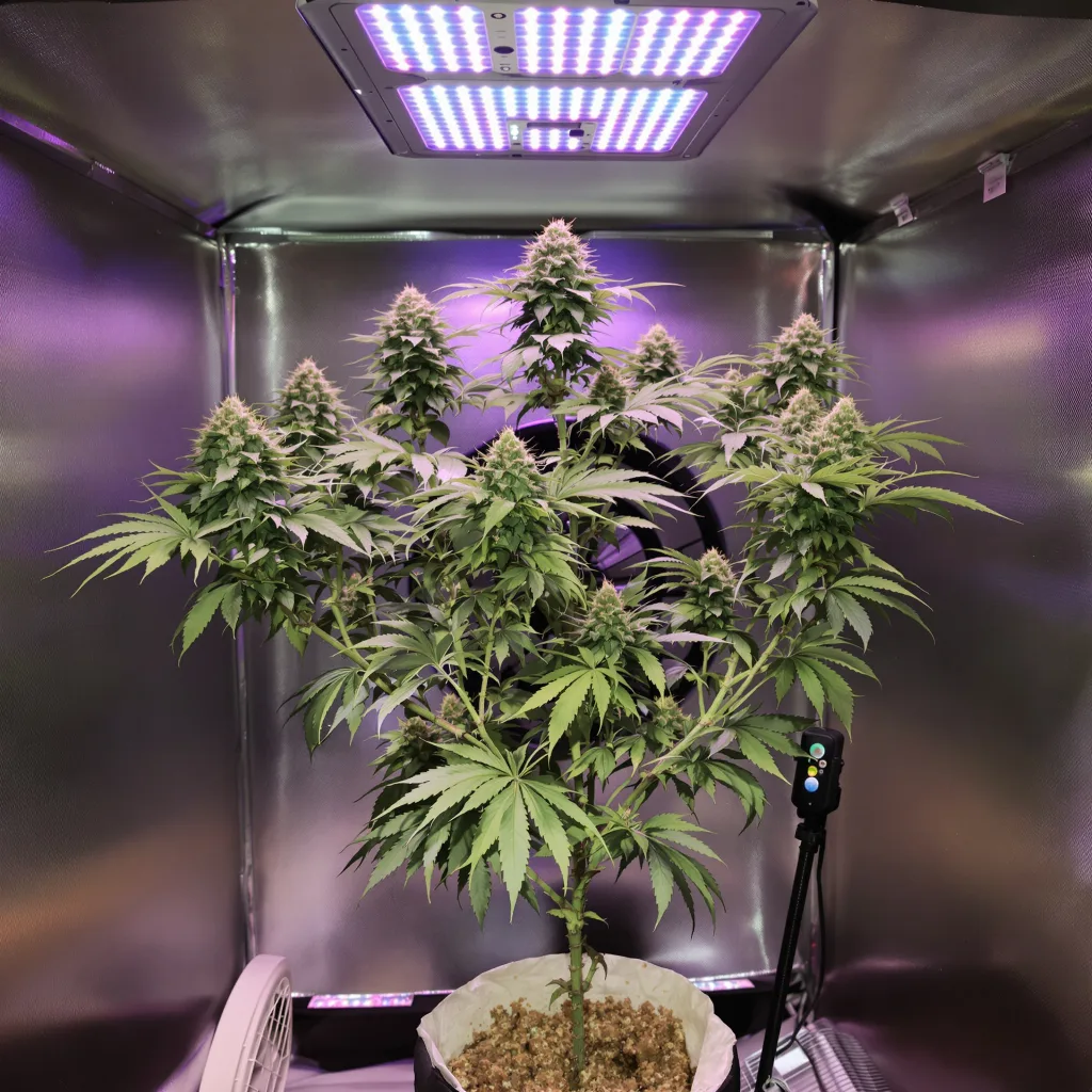 White OG 43% indica / 57% sativa flower with visible trichomes