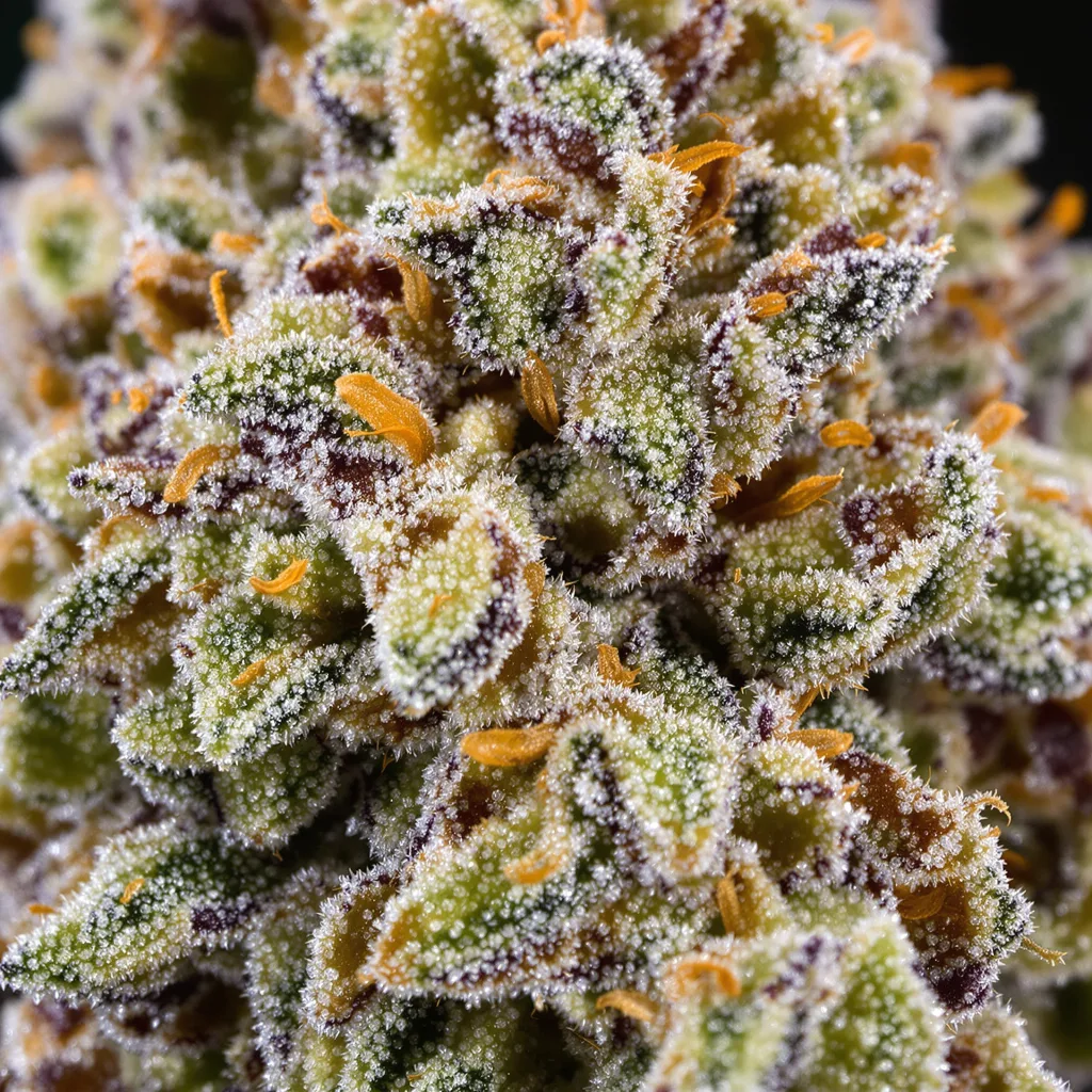 White OG cannabis bud close-up showing balanced bud structure with frosted trichomes