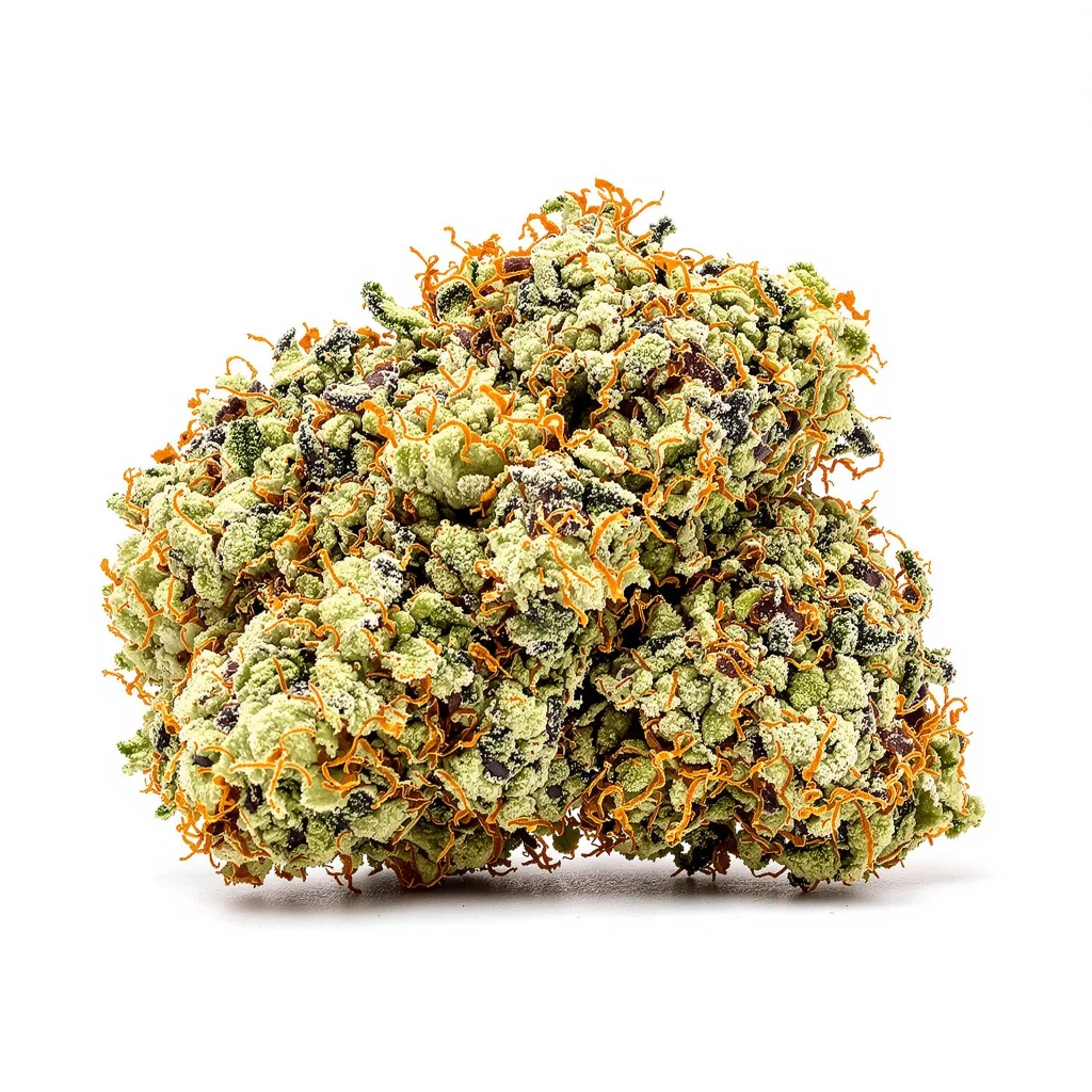 White Russian cannabis plant in flowering stage — 120-180 cm feminised