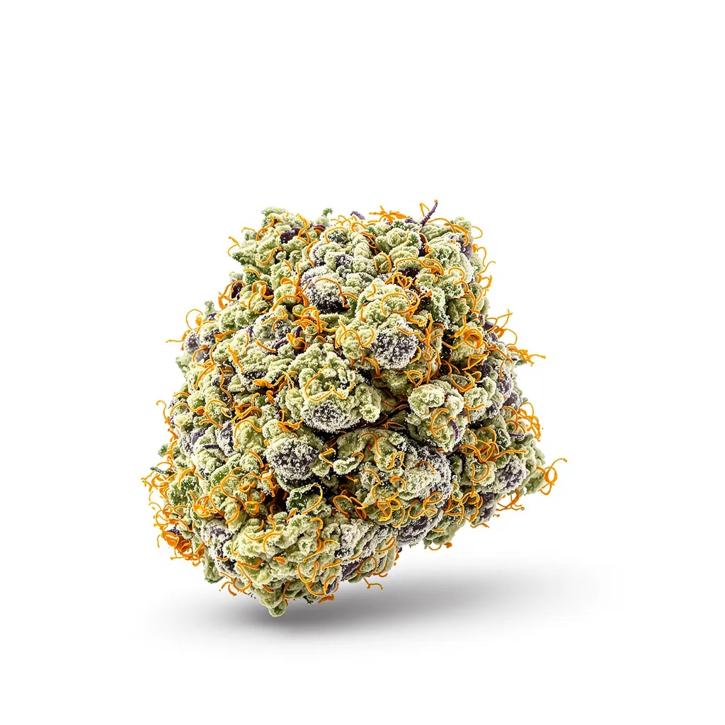 White Widow cannabis plant in flowering stage — 60-100 cm autoflower