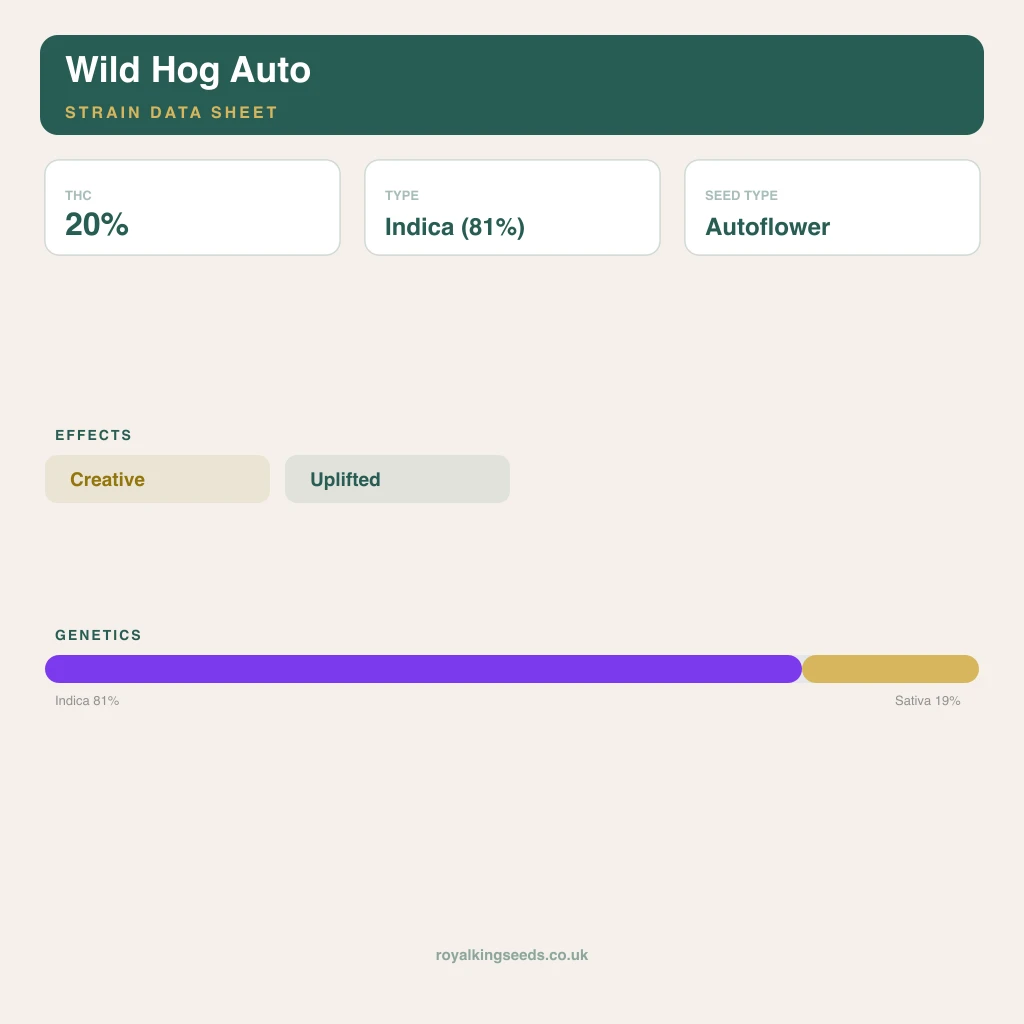 Wild Hog 81% indica / 19% sativa flower with visible trichomes