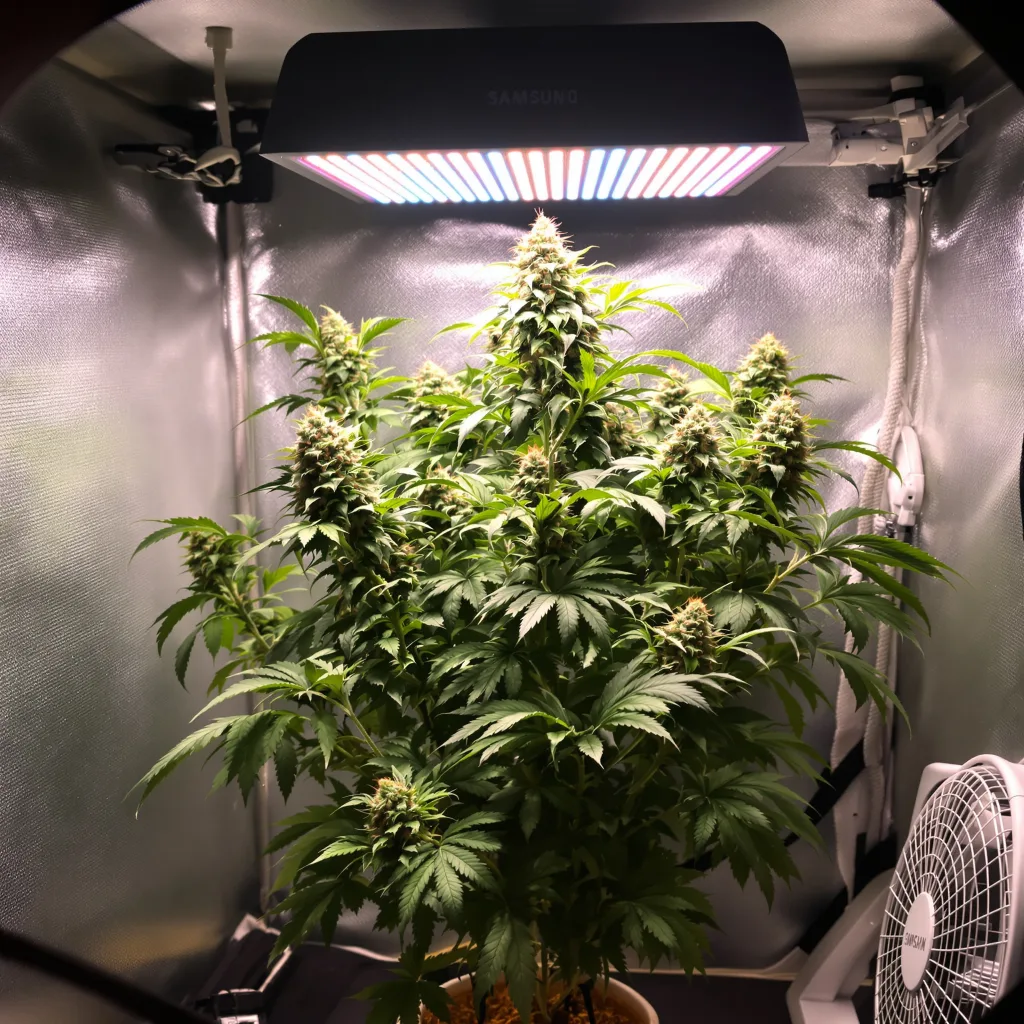 Wild Hog 81% indica / 19% sativa flower with visible trichomes