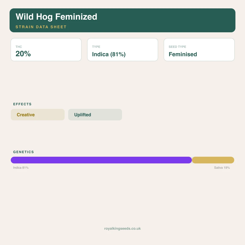 Wild Hog 81% indica / 19% sativa flower with visible trichomes
