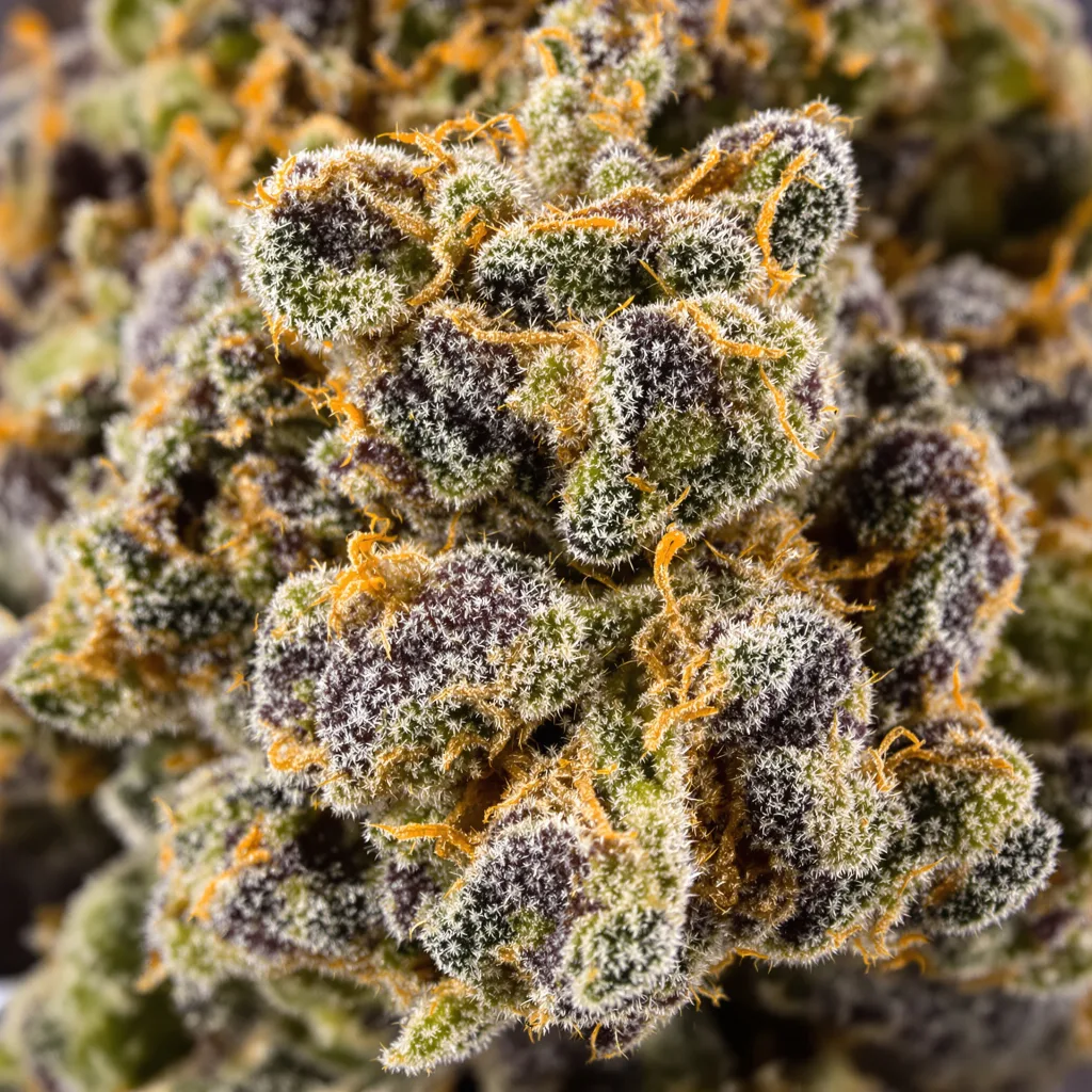 Wild Hog cannabis bud close-up showing dense purple-tinged calyxes