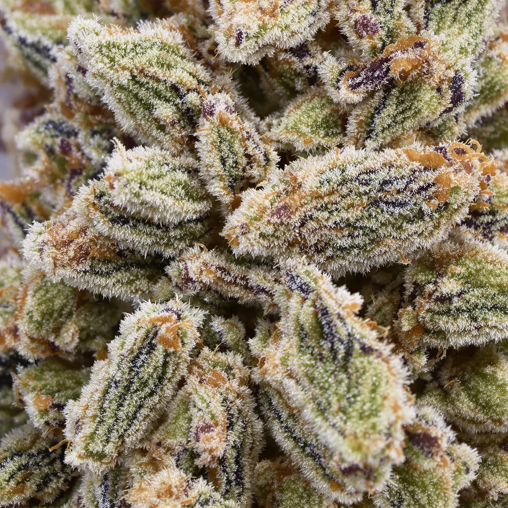 Wildberry cannabis bud close-up showing balanced bud structure with frosted trichomes