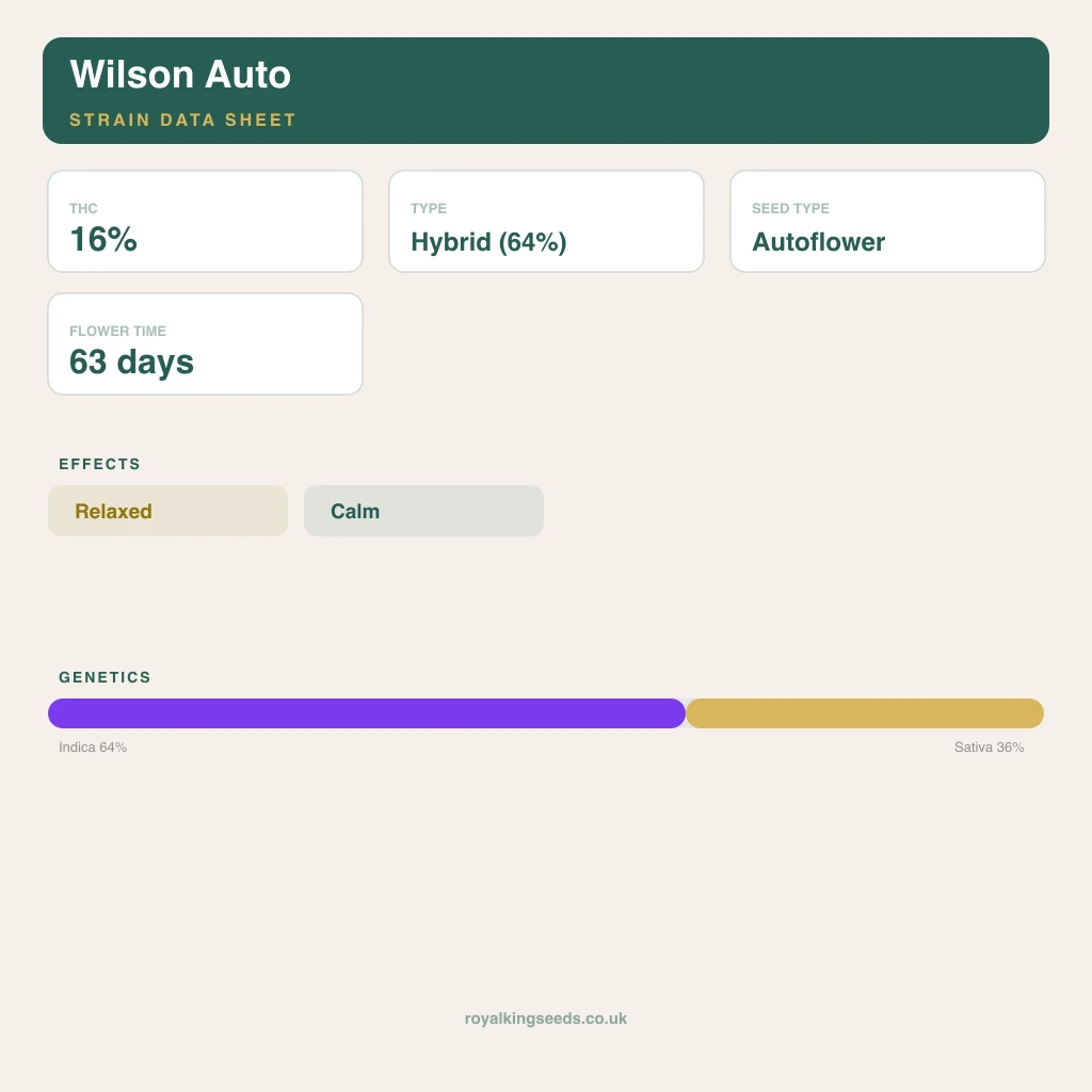 Wilson 64% indica / 36% sativa flower with visible trichomes